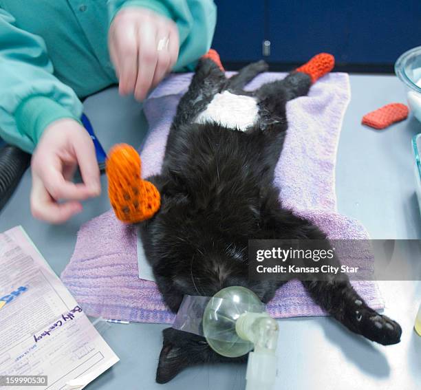 Mittens are placed on the paws of a feral cat as it was prepared for surgery at the Great Plains SPCA on January 16 in Merriam, Kansas. In an effort...