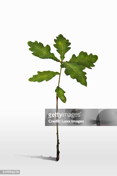 sapling oak tree growing - oak leaf stock pictures, royalty-free photos & images