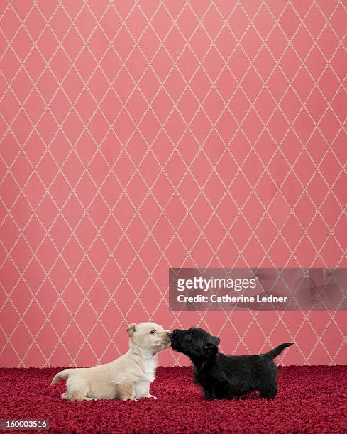Two Terrier Puppies Kissing on Fancy Set
