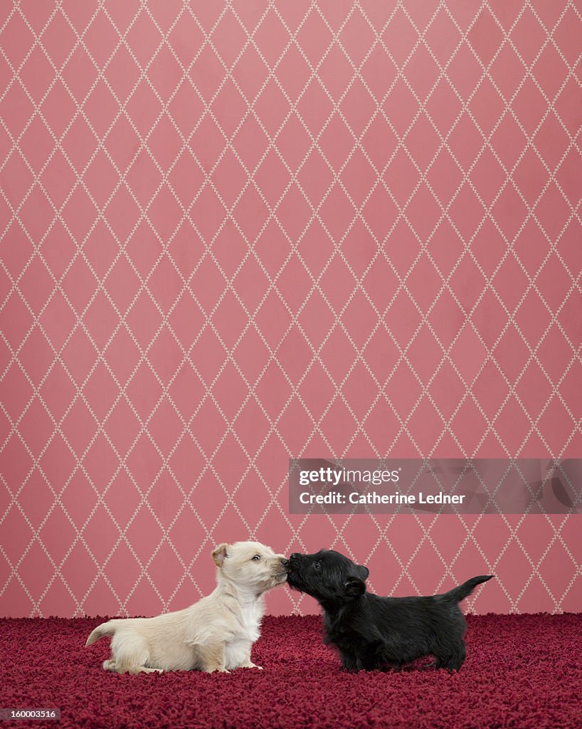 Two Terrier Puppies Kissing on Fancy Set