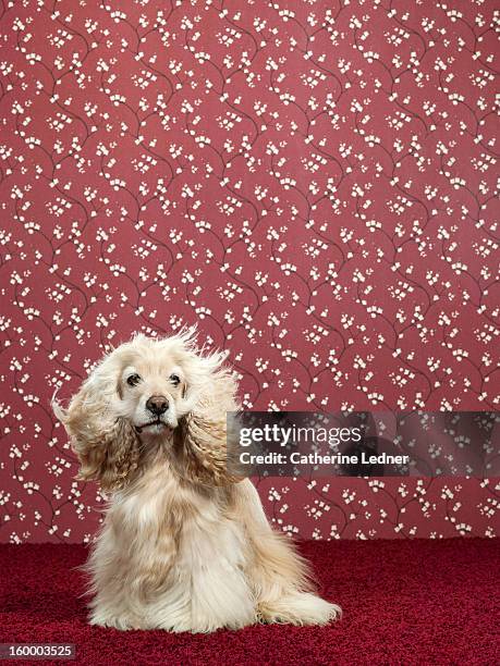 cocker splaniel on fancy set - american cocker spaniel stockfoto's en -beelden