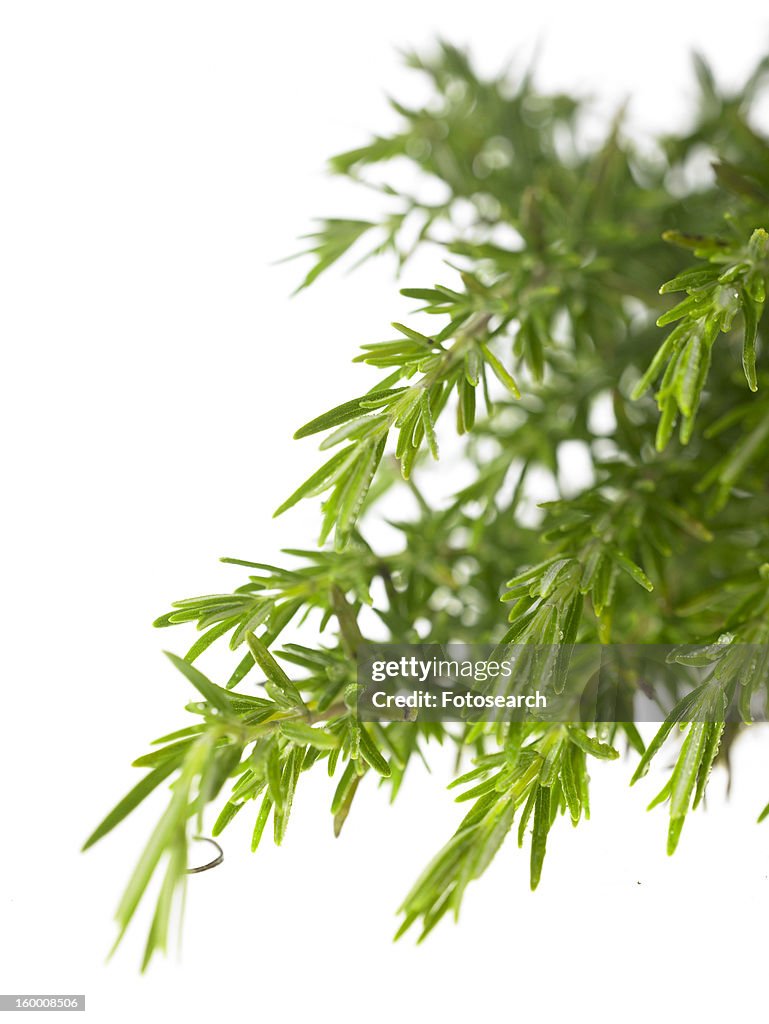 Rosemary