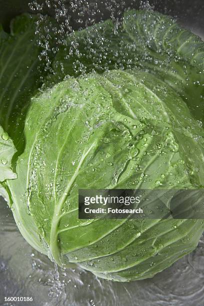 head of cabbage - cabbage stock pictures, royalty-free photos & images
