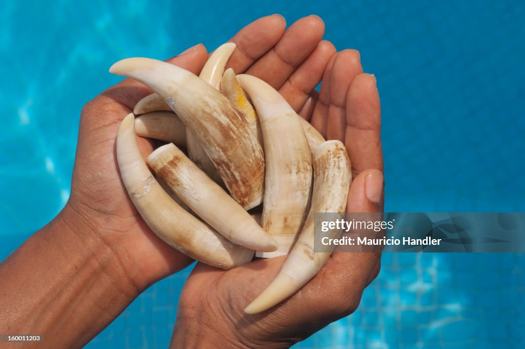 A woman holds 10 pygmy sperm whale teeth, extracted from a dead whale.