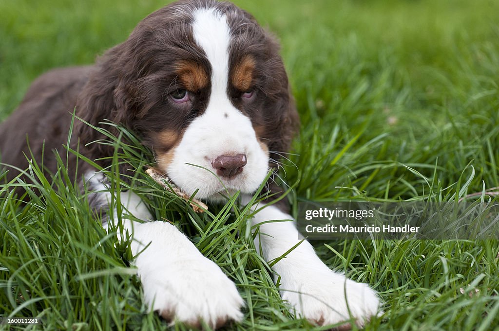 A nine week old English Springer Spaniel puppy with a stick.