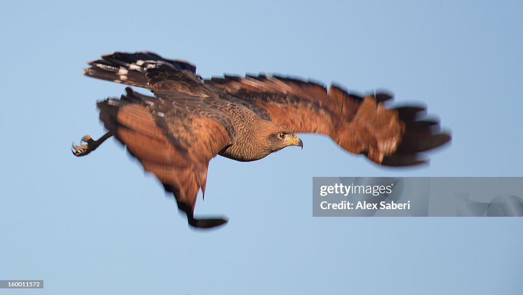 A savanna hawk, Buteogallus meridionalis, in flight.