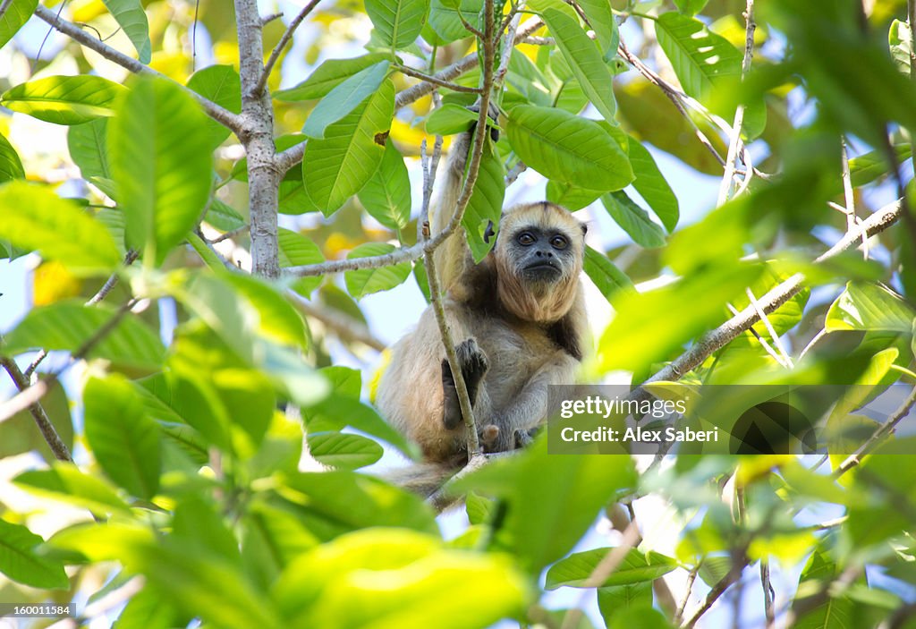 A female howler monkey sits among tree foliage.