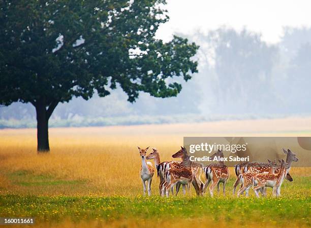 fallow deer, dama dama, gather together in a field in summer. - richmond upon thames stockfoto's en -beelden