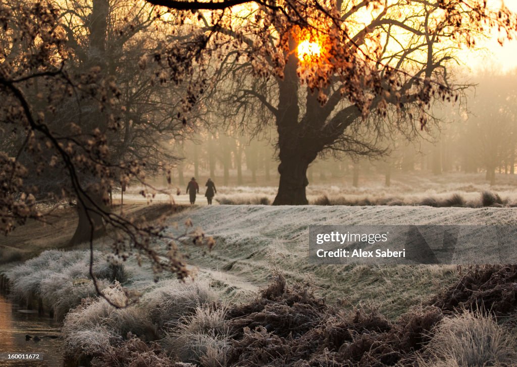 A couple walk in the winter in Richmond Park.