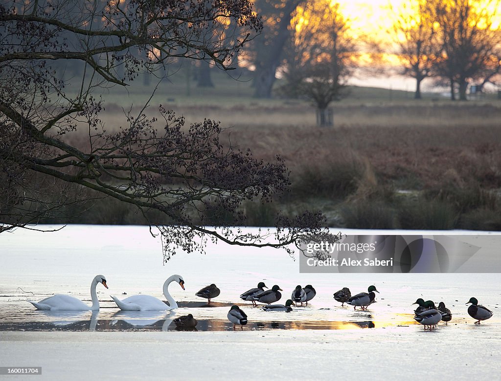 Ducks and swans rest in a frozen pond.