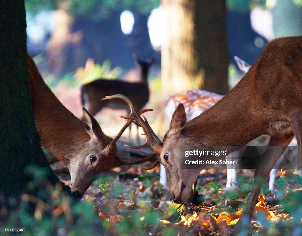 Red deer, Cervus elaphus, during the rutting season.