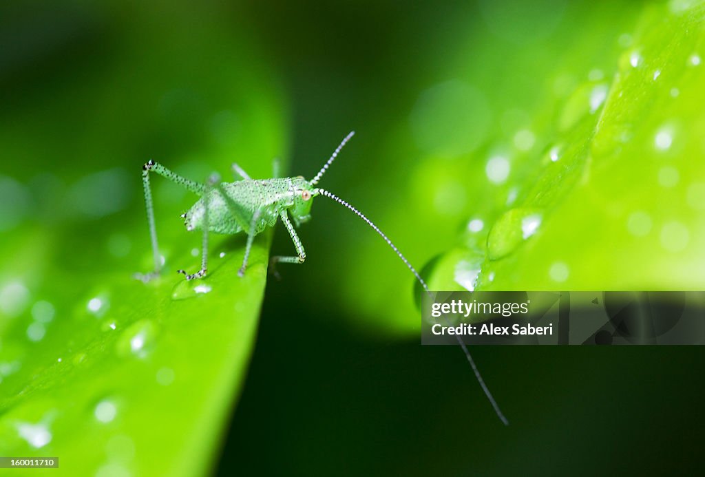 A speckled bush cricket juvenile on a leaf speckled with dew.