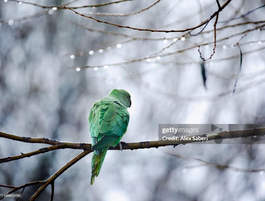 A rose-ringed parakeet, Psittacula krameri, on a branch in winter.