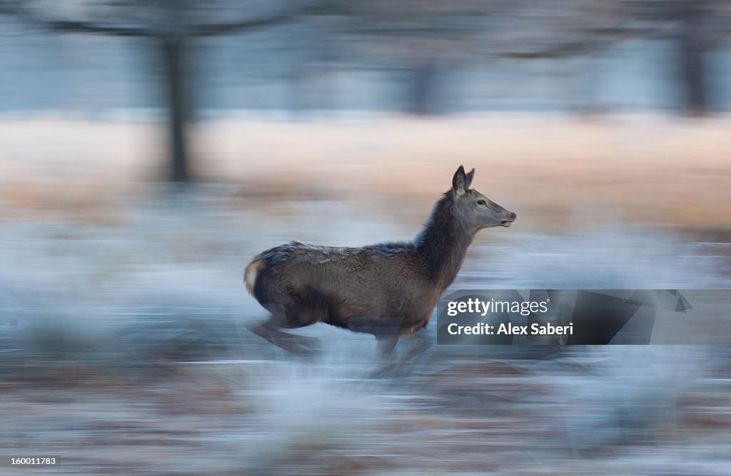Panned view of a red deer, Cervus elaphus, running in winter.