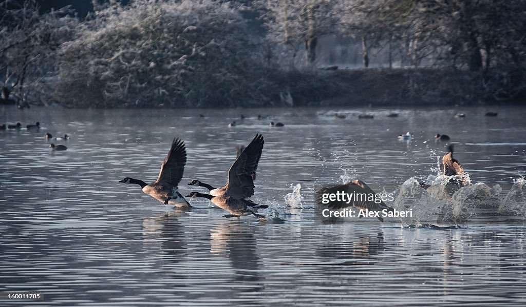 Canada geese, Branta canadensis, taking an early morning flight.
