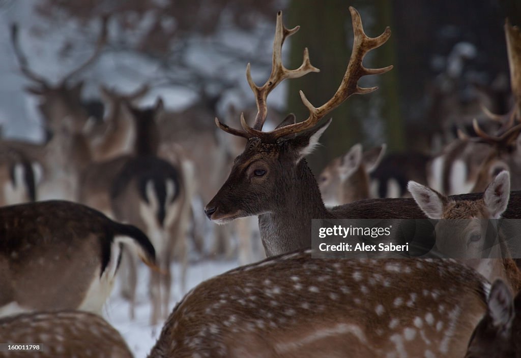 A herd of fallow deer, Dama dama, huddles together in winter.