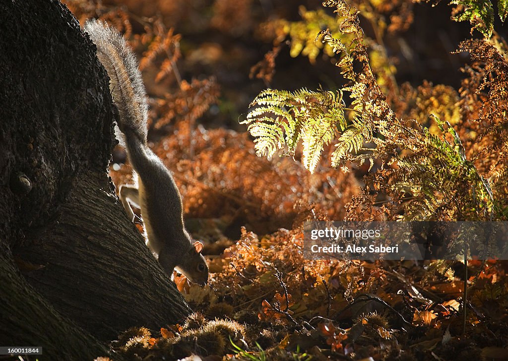 A grey squirrel, Sciurus carolinensis, looks for nuts in autumn foliage.