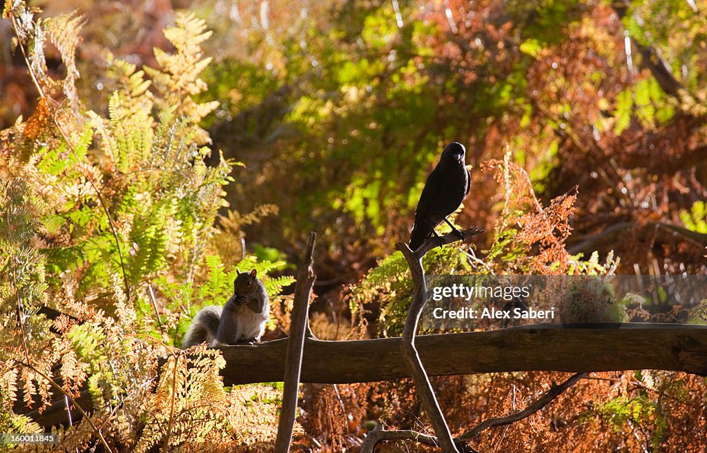 A grey squirrel, Sciurus carolinensis, and a Western jackdaw in autumn.