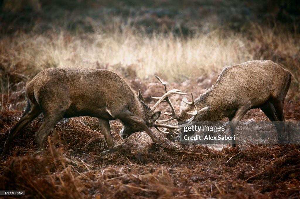 Red deer, Cervus elaphus, sparring in winter.