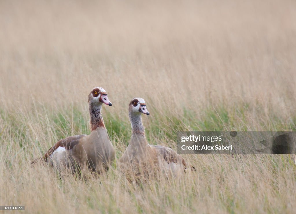 Two Egyptian geese, Alopochen aegyptiacus, hide in long grass.