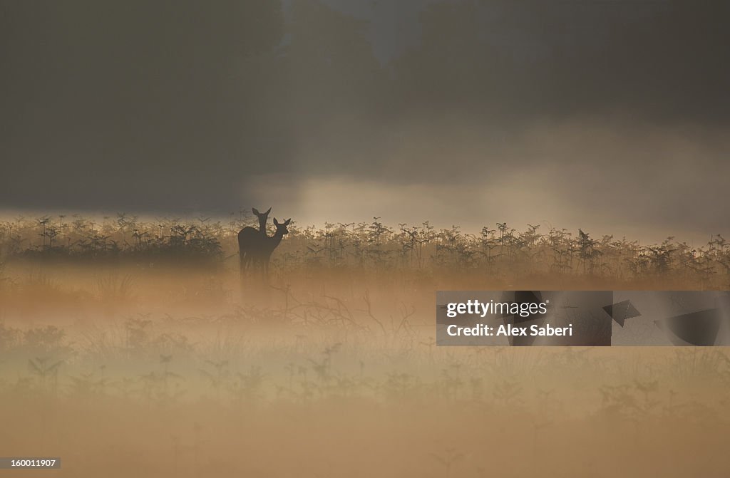 Two red deer, Cervus elaphus, waiting in the early morning mist.