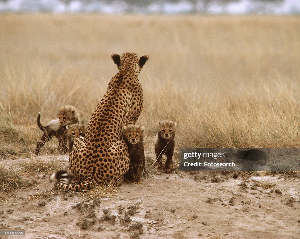 A cheetah and her four cubs