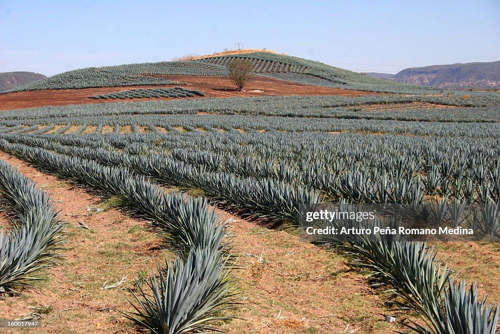 Agave