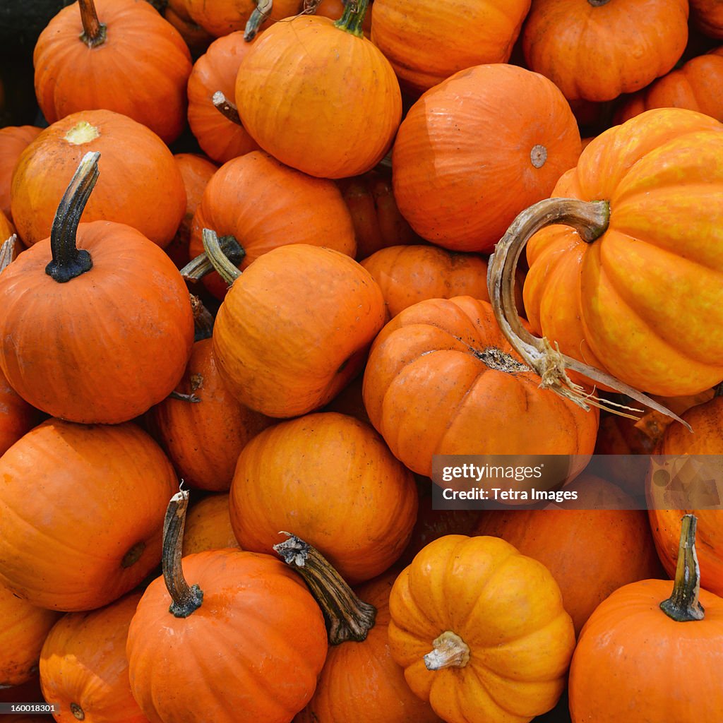 Heap of pumpkins