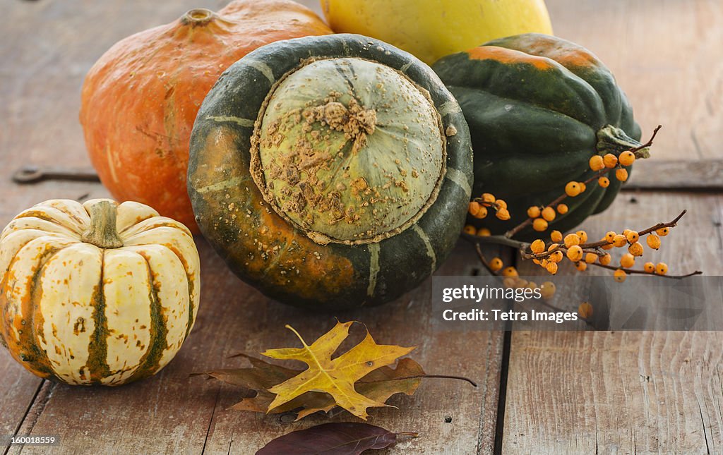 Still life with gourd and pumpkins