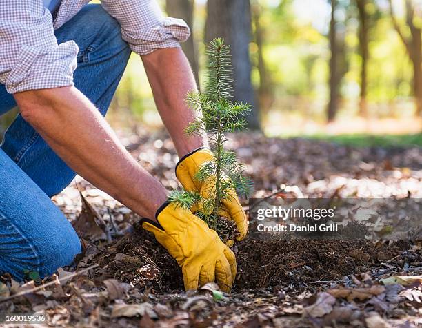 man planting evergreen tree - evergreen plant foto e immagini stock