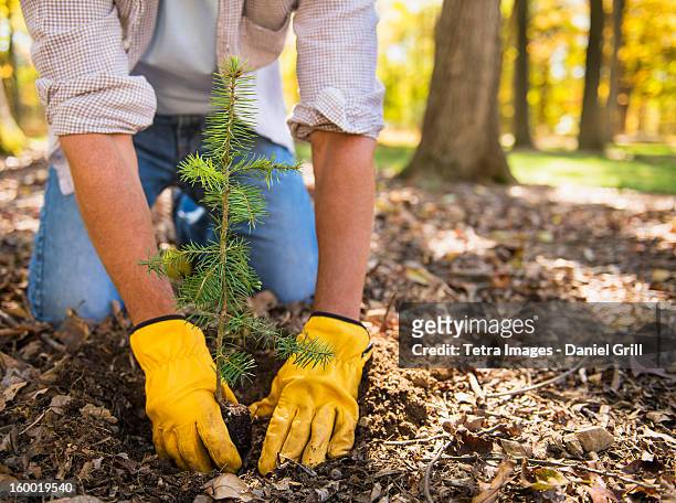 man planting evergreen tree - tuinhandschoen stockfoto's en -beelden