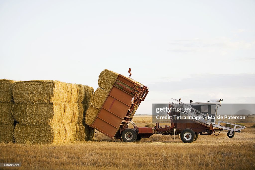 USA, Colorado, Tractor piling hay bales