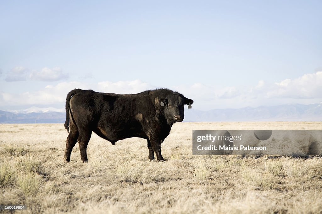 USA, Colorado, Bull standing in field