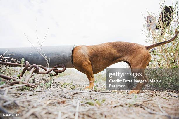 USA, Colorado, Dog with head in pipe