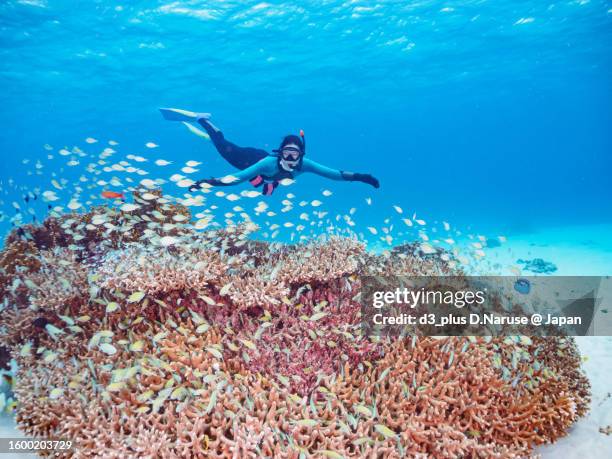 beautiful coral reef, blue green damselfish school with diver, nishibama beach, aka beach, - okinawa prefecture stock pictures, royalty-free photos & images