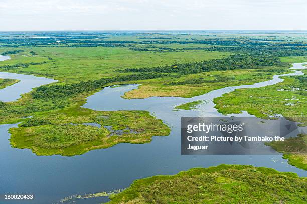 the swamps of the pantanal - pantanal feuchtgebiet stock-fotos und bilder