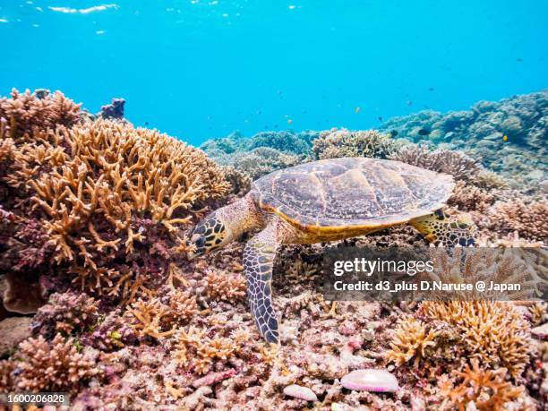 beautiful coral reef, hawksbill turtle with diver, ama beach, zamami beach, - hawksbill turtle fotografías e imágenes de stock