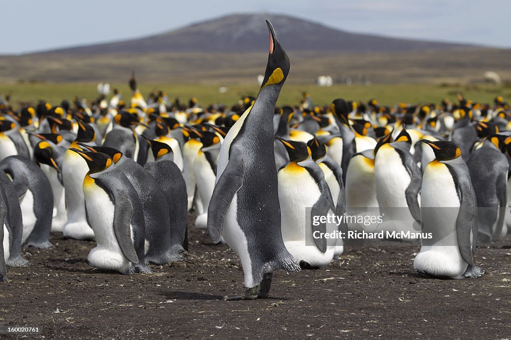 King Penguin In Ecstatic Display High-Res Stock Photo - Getty Images