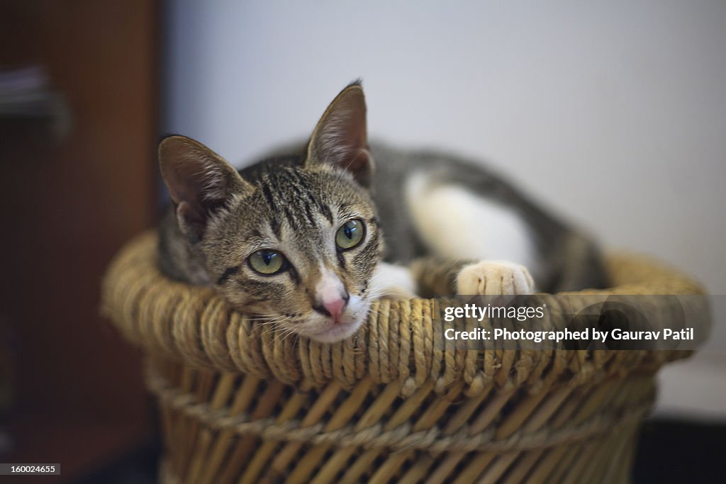 Cat Sleeping at Home