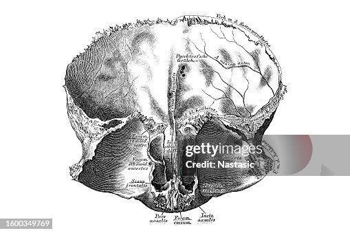 Frontal bone, Os frontale, from behind Frontal bone, Os frontale, from behind