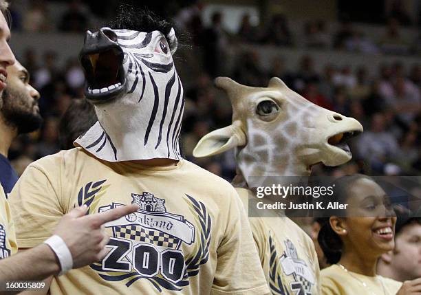 The Oakland Zoo stands during the game between the Pittsburgh Panthers and the Connecticut Huskies at Petersen Events Center on January 19, 2013 in...