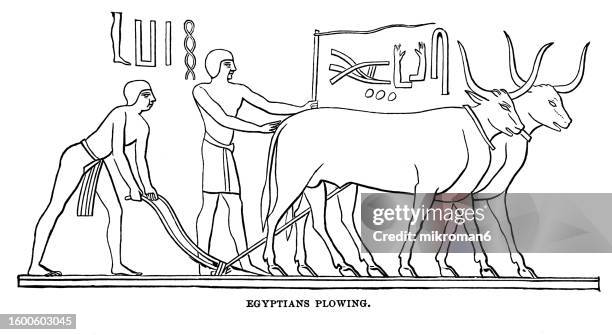 old engraved illustration of egyptians​ plowing with an oxen, ancient egypt - ancient plow stock pictures, royalty-free photos & images