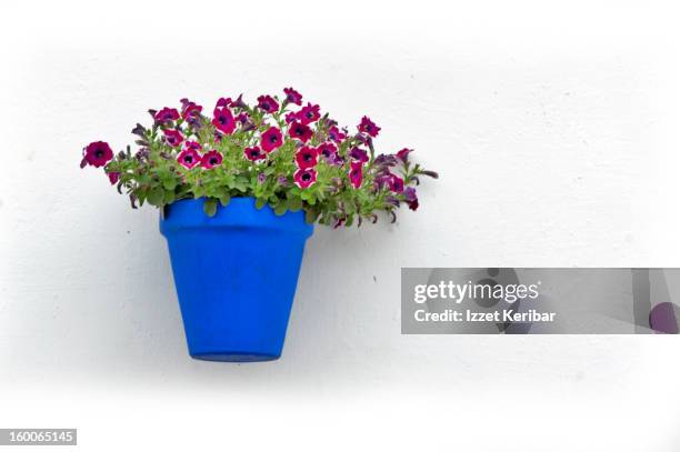 red flowers in blue vase, on whitewhashed wall - whitewashed photos et images de collection