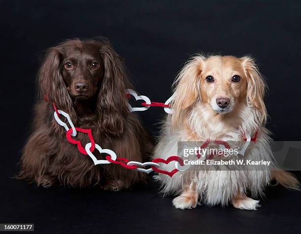 dogs surrounded by valentine hearts - dachshund holiday stock pictures, royalty-free photos & images