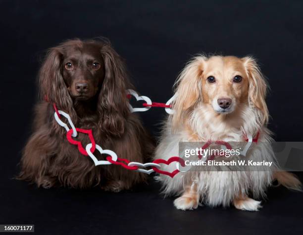 dogs surrounded by valentine hearts - dachshund holiday 個照片及圖片檔