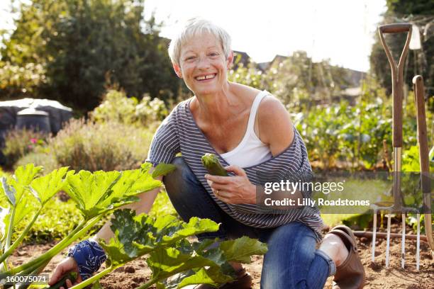 woman picking vegetables on allotment - green thumb stock pictures, royalty-free photos & images