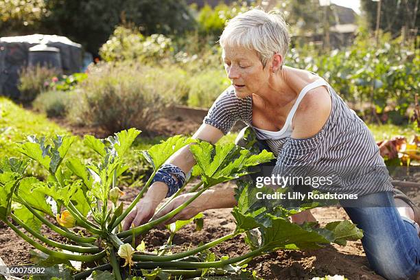 woman tending allotment - mature adult gardening stock pictures, royalty-free photos & images