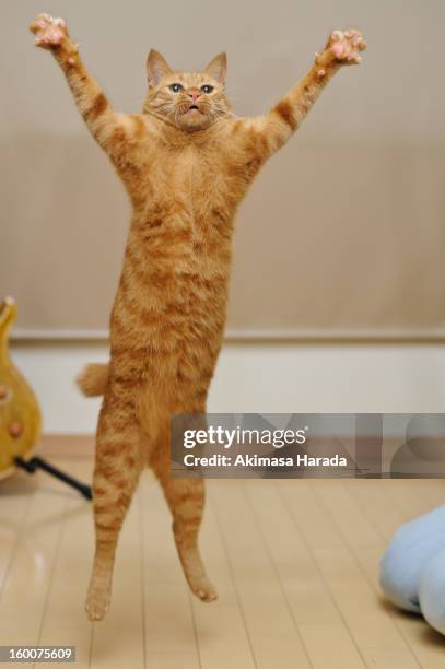 vertical jump - ginger cat stock pictures, royalty-free photos & images