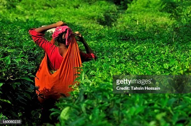 tea garden! - agriculture in bangladesh stock-fotos und bilder