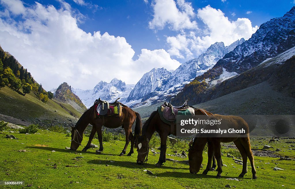 Three horses in the Sonmarg valley